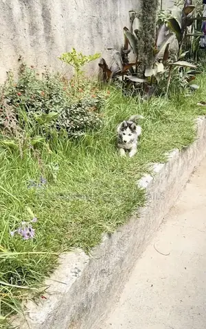 1-3 months Male Purebred Siberian Husky