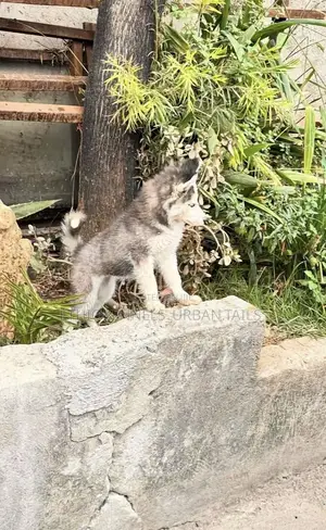 1-3 months Male Purebred Siberian Husky