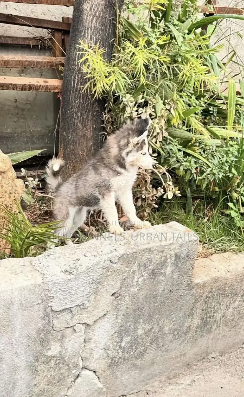 1-3 months Male Purebred Siberian Husky