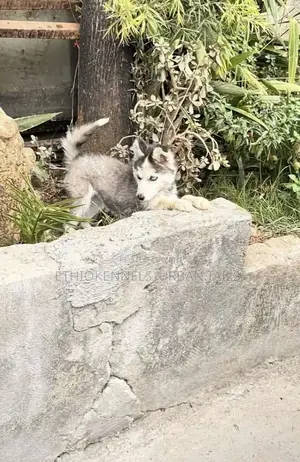 1-3 months Male Purebred Siberian Husky