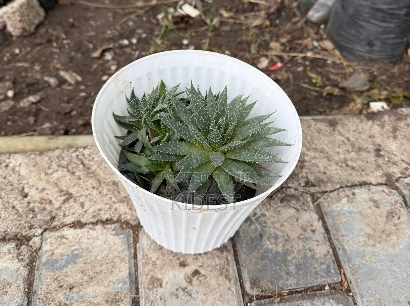 Plants for Home and Office