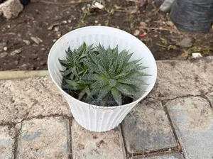 Plants for Home and Office