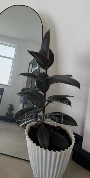 Plants for Home and Office