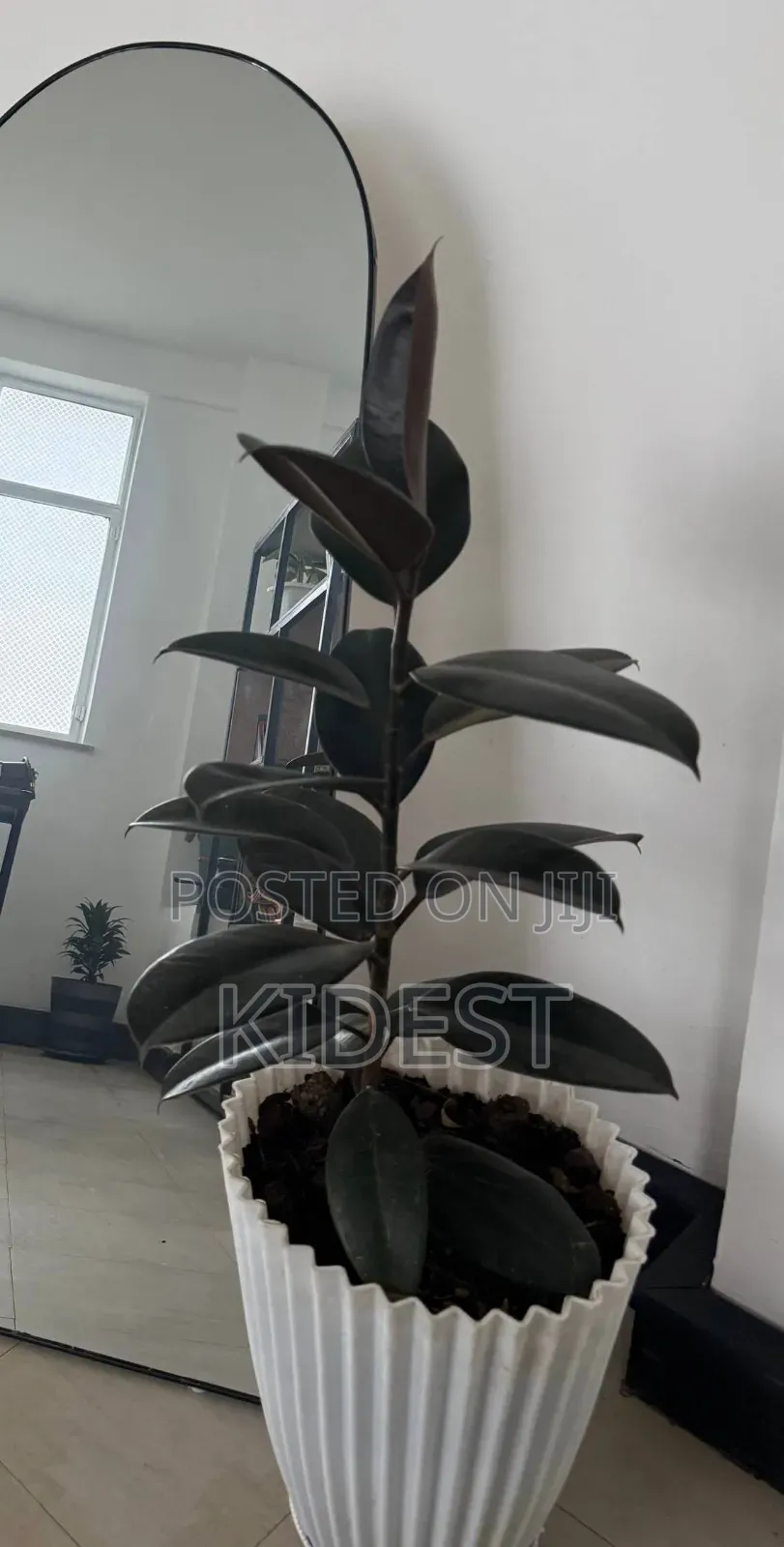 Plants for Home and Office