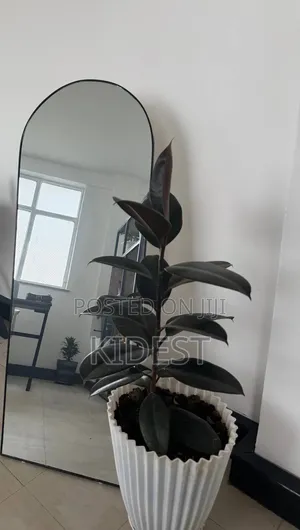 Plants for Home and Office