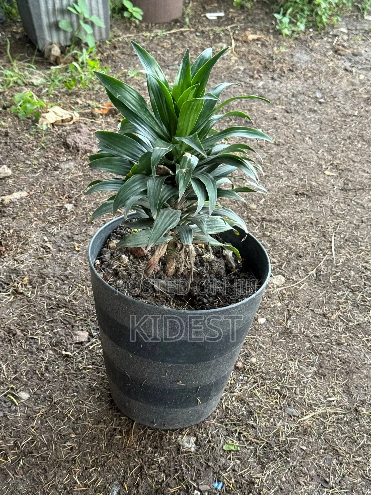Plants for Home and Office