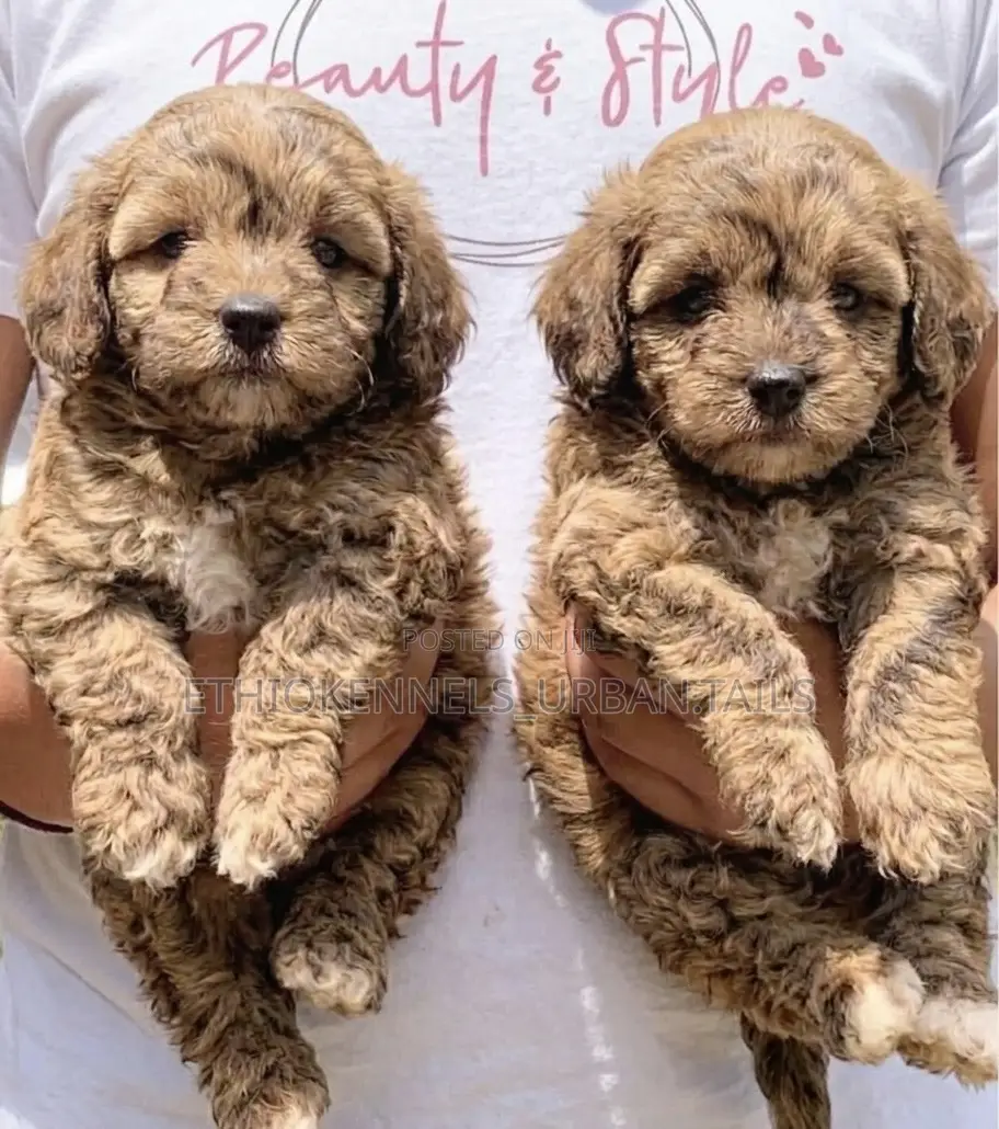 1-3 months Male Purebred Poodle
