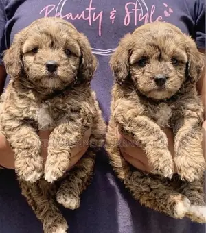 1-3 months Male Purebred Poodle