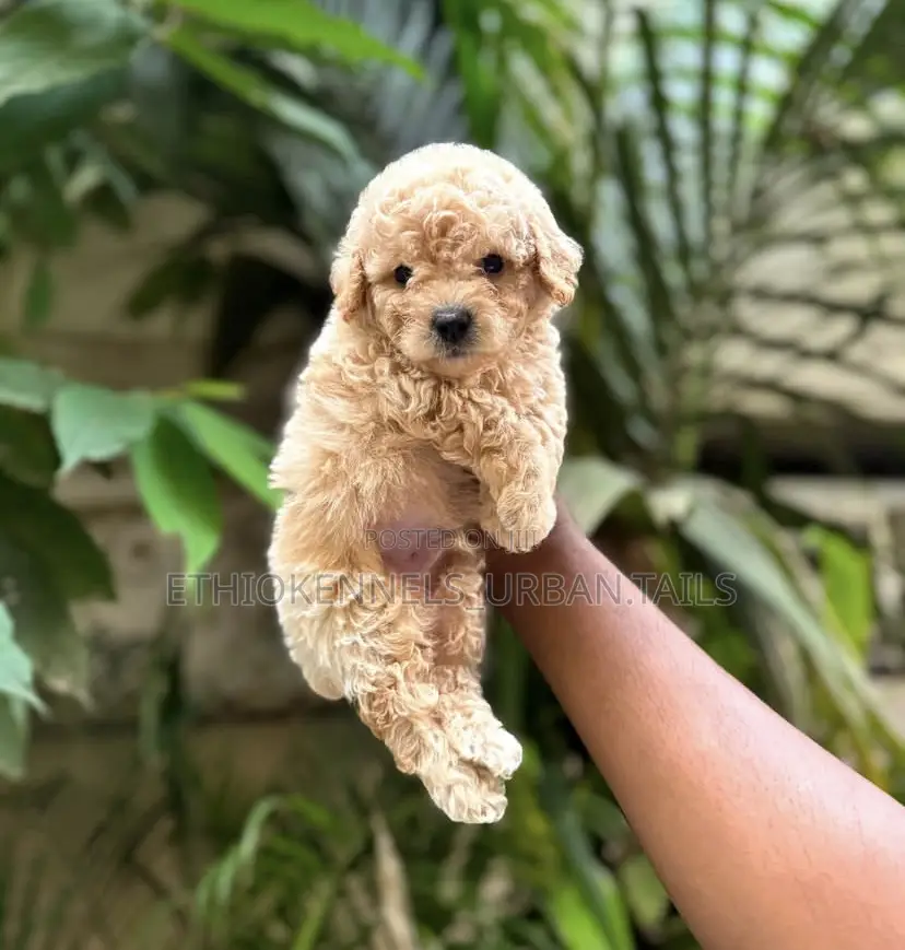 1-3 months Male Purebred Poodle
