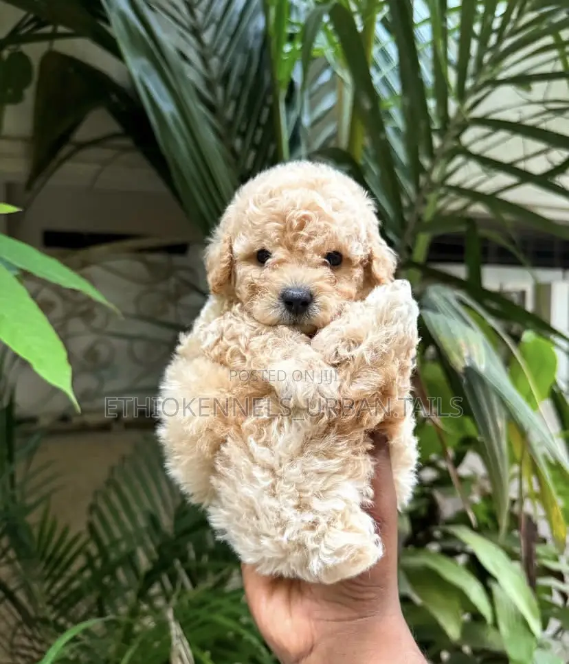 1-3 months Male Purebred Poodle