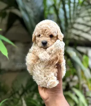 1-3 months Male Purebred Poodle
