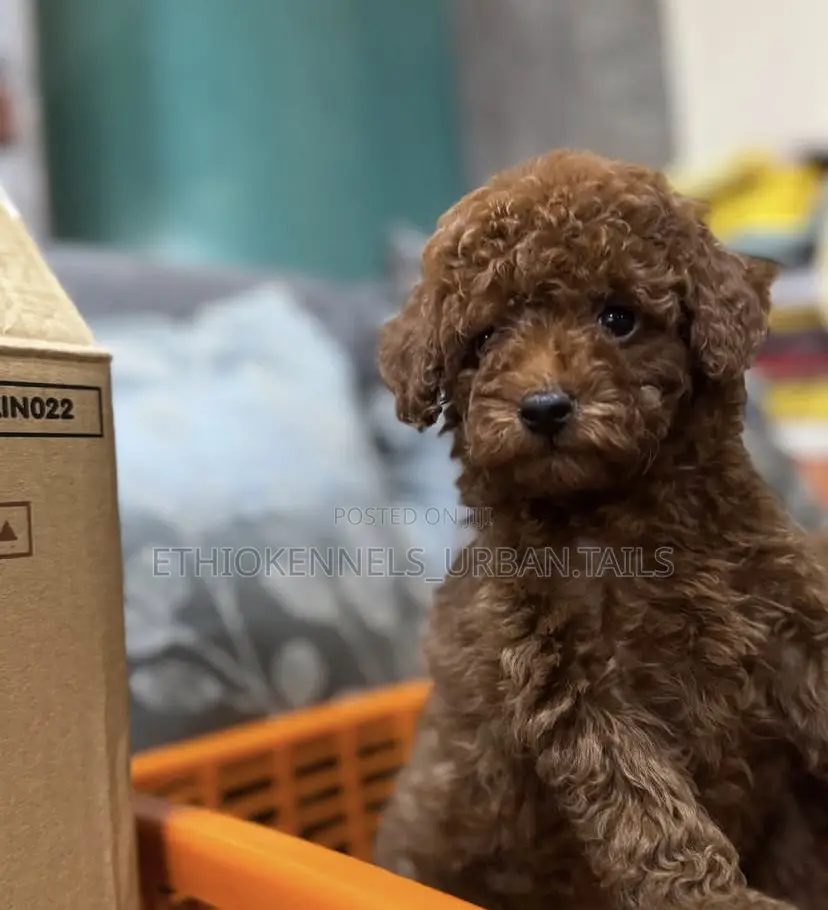 1-3 months Female Purebred Poodle
