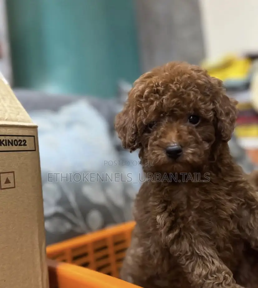 1-3 months Female Purebred Poodle