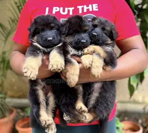 1-3 months Male Purebred German Shepherd