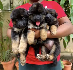 1-3 months Male Purebred German Shepherd