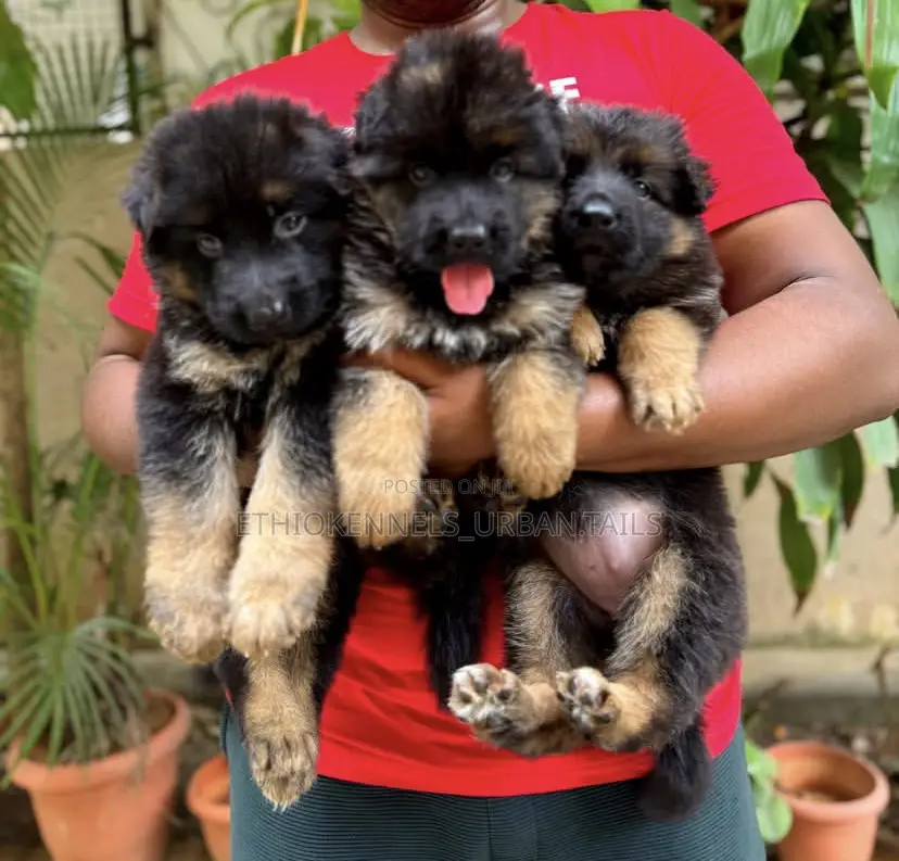 1-3 months Male Purebred German Shepherd