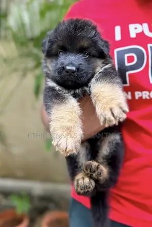 1-3 months Male Purebred German Shepherd