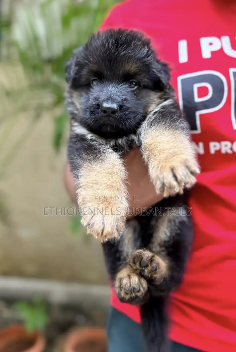 1-3 months Male Purebred German Shepherd