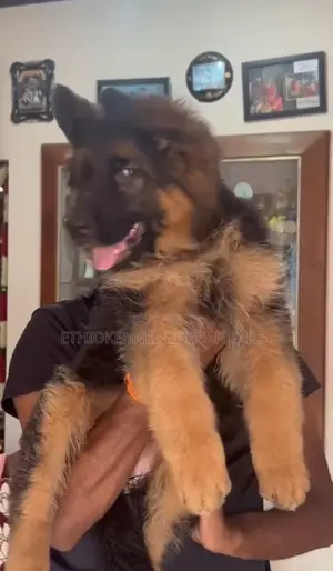 3-6 months Female Purebred German Shepherd