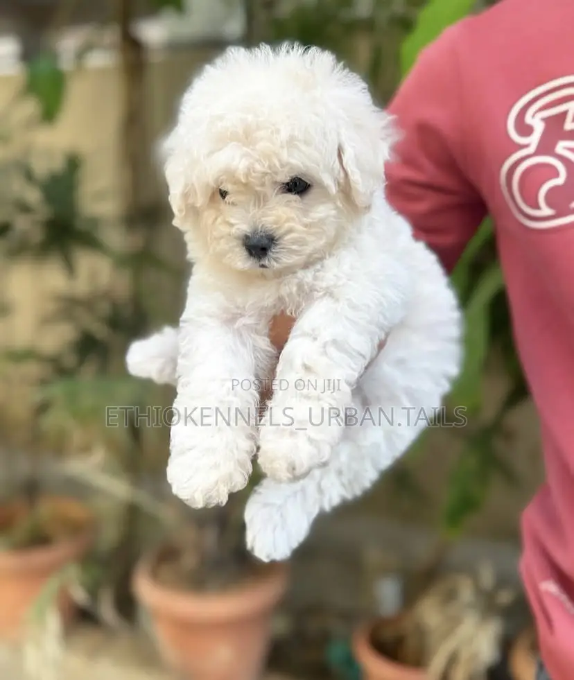 1-3 months Male Purebred Bichon Frise