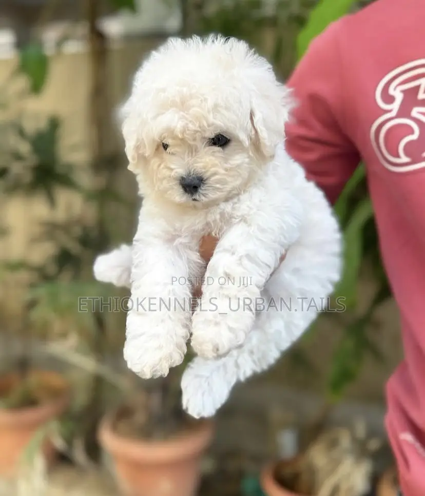 1-3 months Male Purebred Bichon Frise