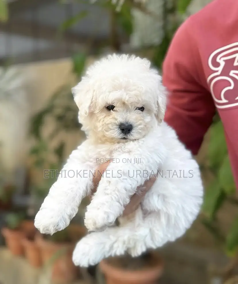 1-3 months Male Purebred Bichon Frise
