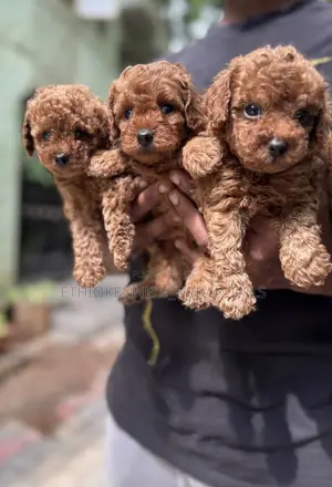 1-3 months Male Purebred Poodle