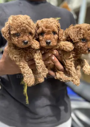 1-3 months Male Purebred Poodle