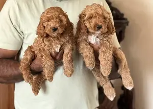 1-3 months Male Purebred Poodle