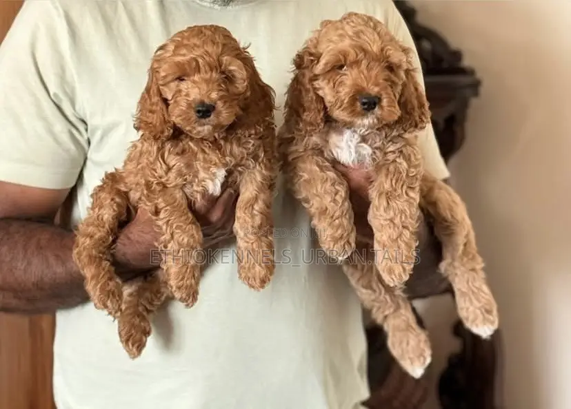 1-3 months Male Purebred Poodle