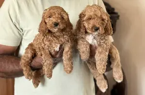 1-3 months Male Purebred Poodle