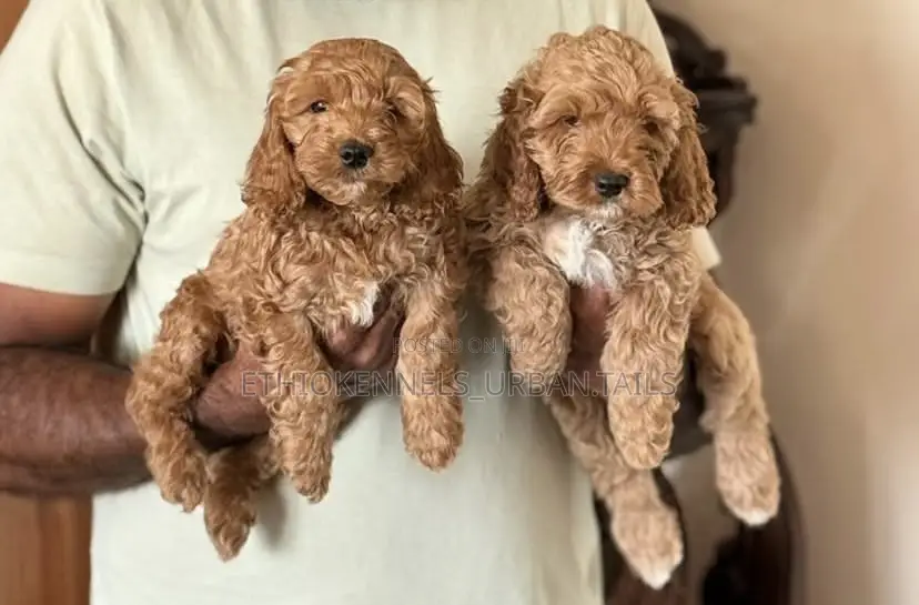 1-3 months Male Purebred Poodle