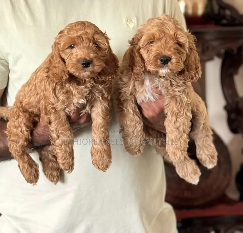 1-3 months Male Purebred Poodle