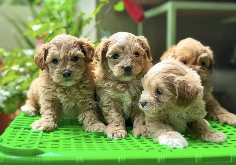 1-3 months Male Purebred Poodle