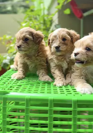 1-3 months Male Purebred Poodle