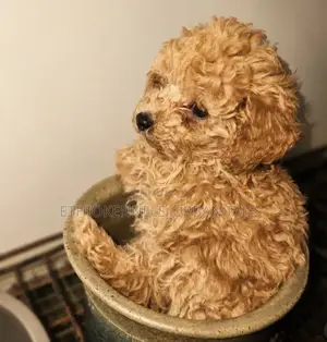 1-3 months Male Purebred Poodle