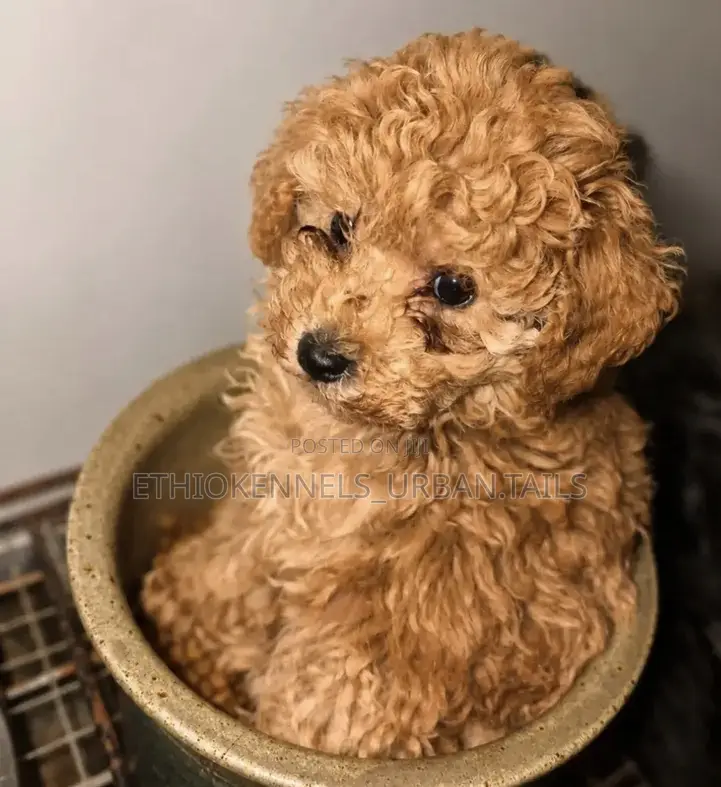 1-3 months Male Purebred Poodle