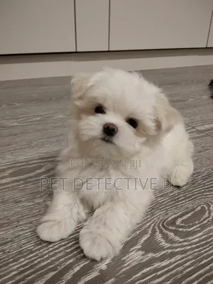 1-3 months Male Purebred Maltese