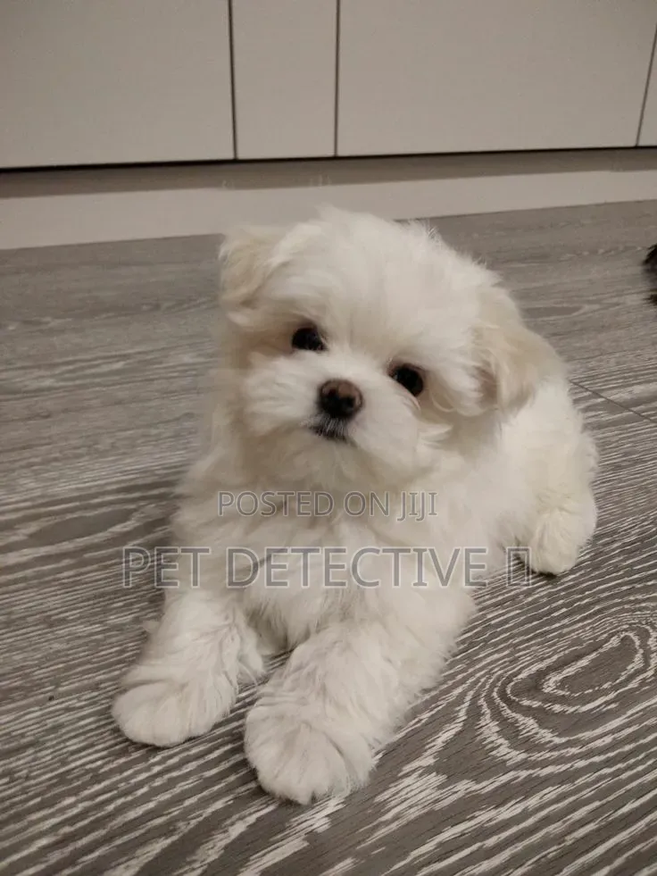 1-3 months Male Purebred Maltese