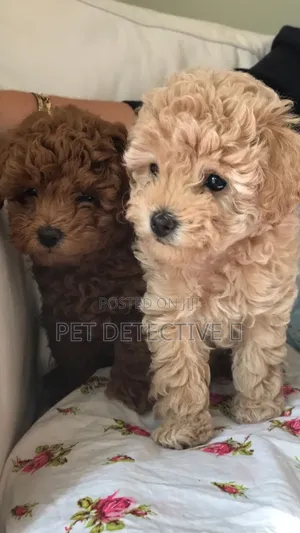 1-3 months Male Purebred Poodle