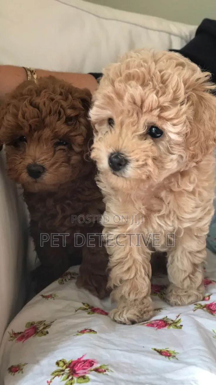 1-3 months Male Purebred Poodle