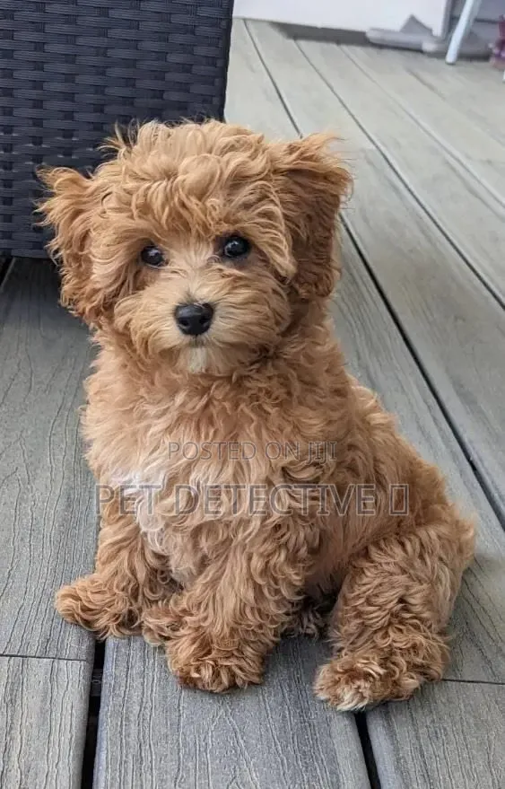 1-3 months Male Purebred Poodle