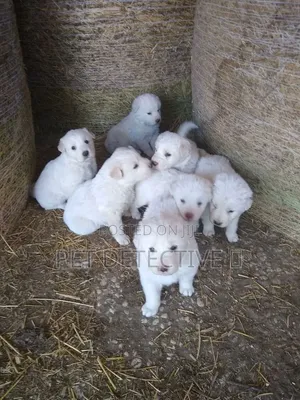 1-3 months Male Purebred Maltese