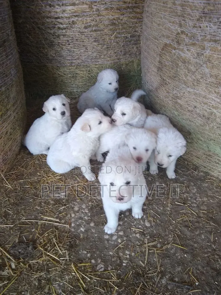 1-3 months Male Purebred Maltese