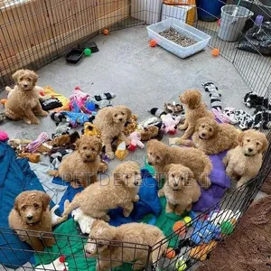 1-3 months Male Purebred Poodle