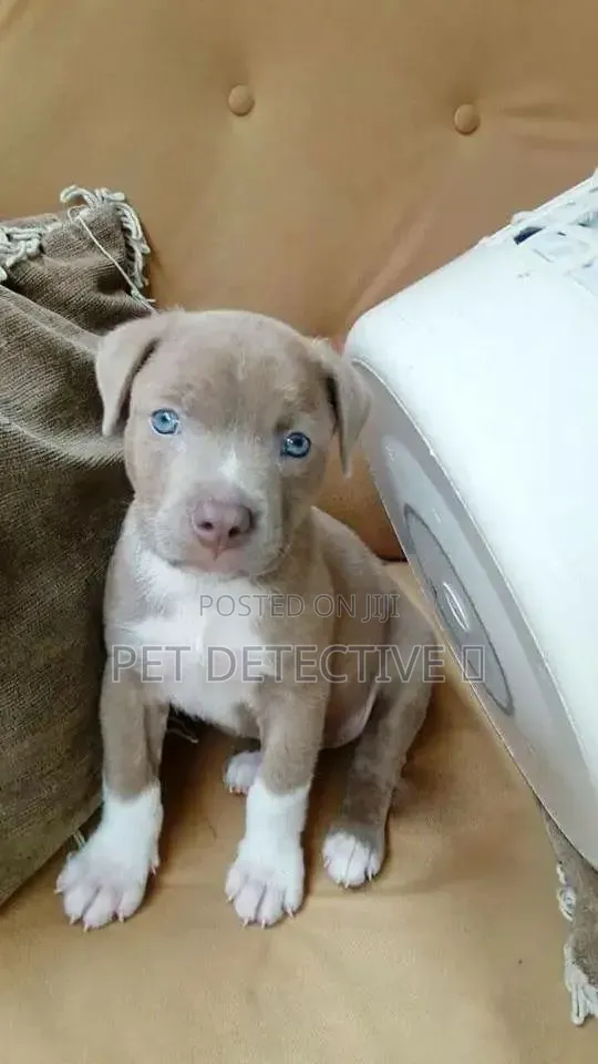 1-3 months Male Purebred American Pit Bull Terrier