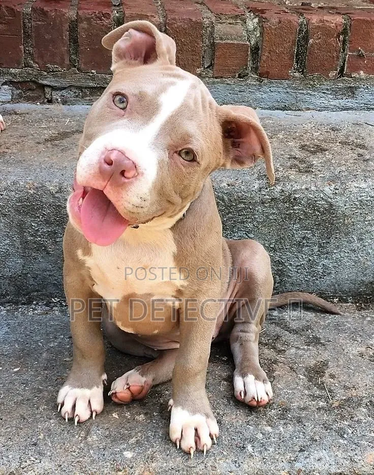 1-3 months Male Purebred American Pit Bull Terrier