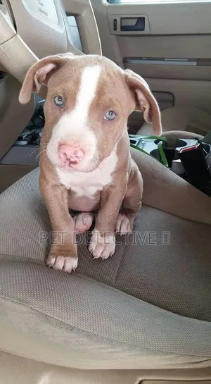 1-3 months Male Purebred American Pit Bull Terrier