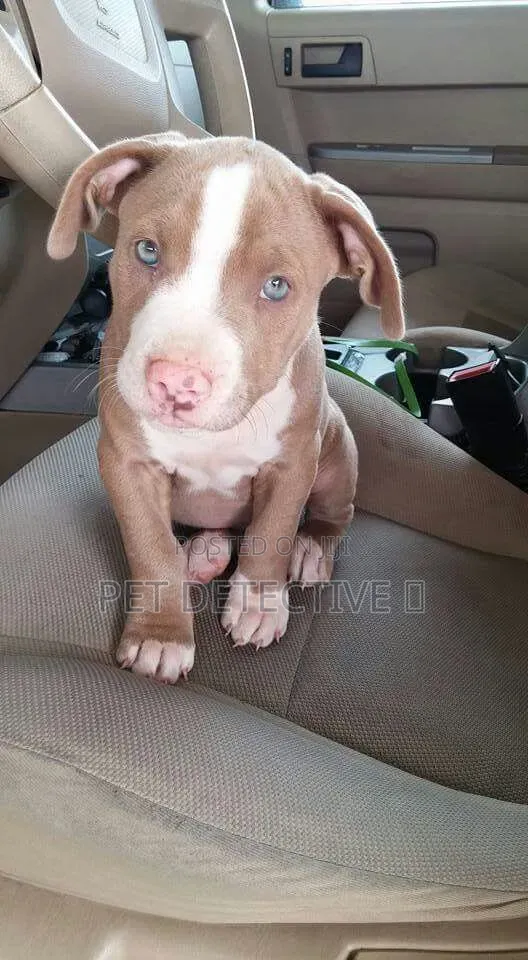 1-3 months Male Purebred American Pit Bull Terrier