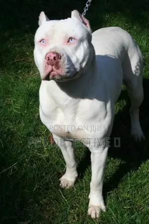1-3 months Male Purebred American Pit Bull Terrier
